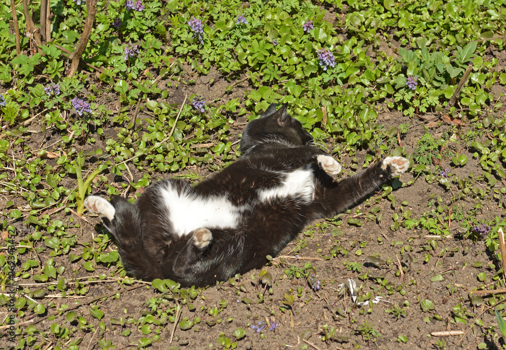 Cat basks in spring sun