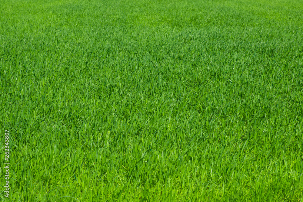 Young green wheat Young green wheat