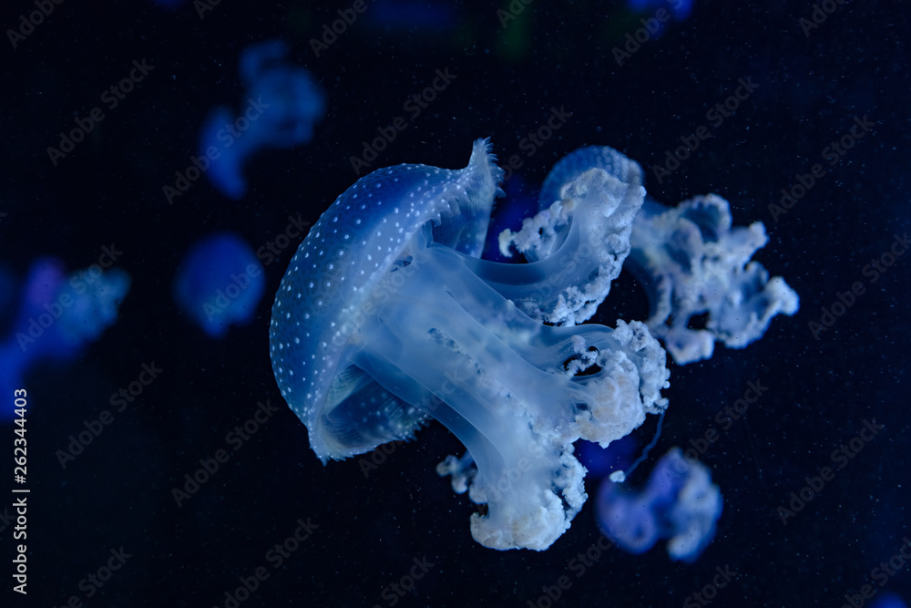 Fototapeta premium group of jellyfish