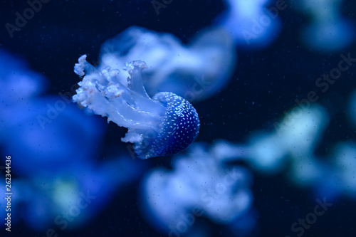 group of jellyfish photo