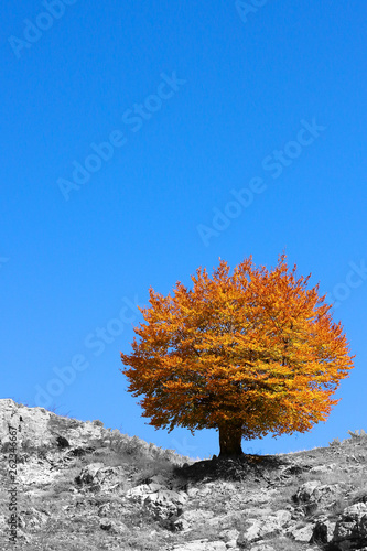 Round crown autumn tree on a clear blue sky