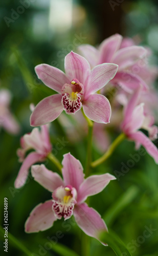 Pink orchid on green leaves sunny background