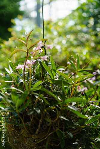 Delicate Dendrobium Hybrid Orchid  hang in natural pot