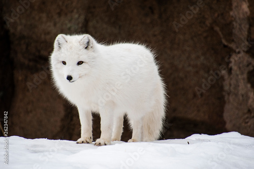 Arctic Fox Standing