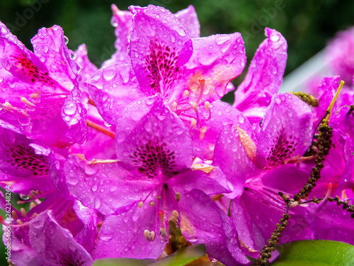 Fototapeta Naklejka Na Ścianę i Meble -  purple pink rhododendron flower after the rain