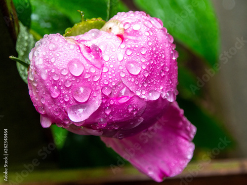 blooming pink Camellia flower after the rain