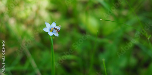 blue flower with insect in the garden in the spring