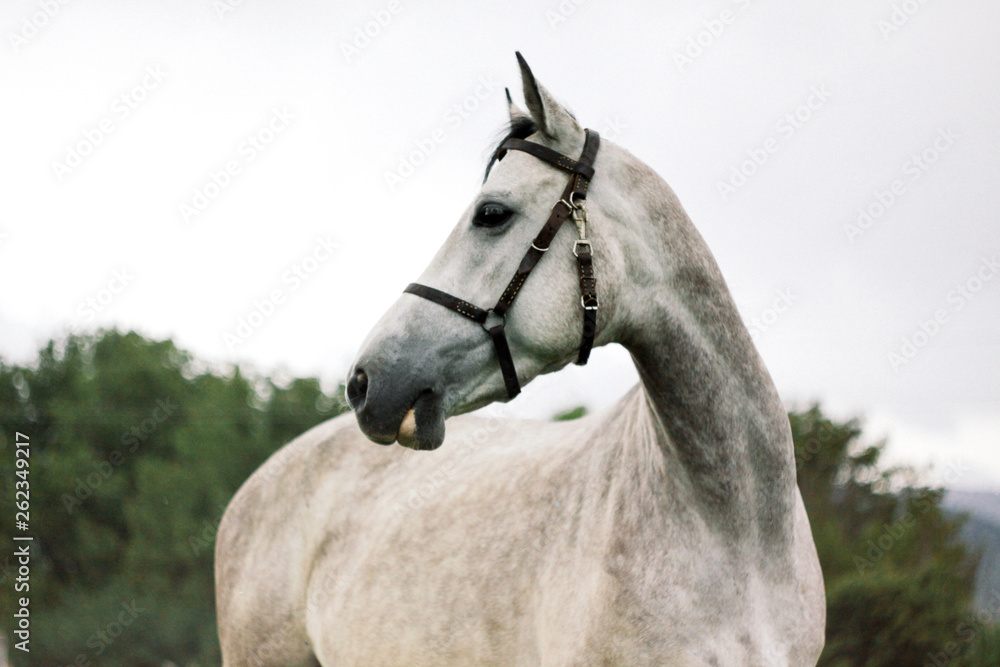 Portrait of beautiful grey horse on nature background Portrait of beautiful grey horse on nature background