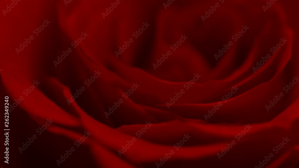 close up bouquet ofred rose close up bouquet ofred rose