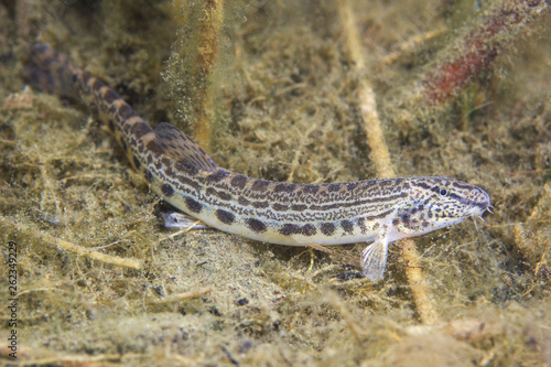 Underwater photography of freshwater fish Danubian spined loach (Cobitis elongatoides). Loach in the clean river habitat. Frashwater habitat. Wild life animal. Sunny day.