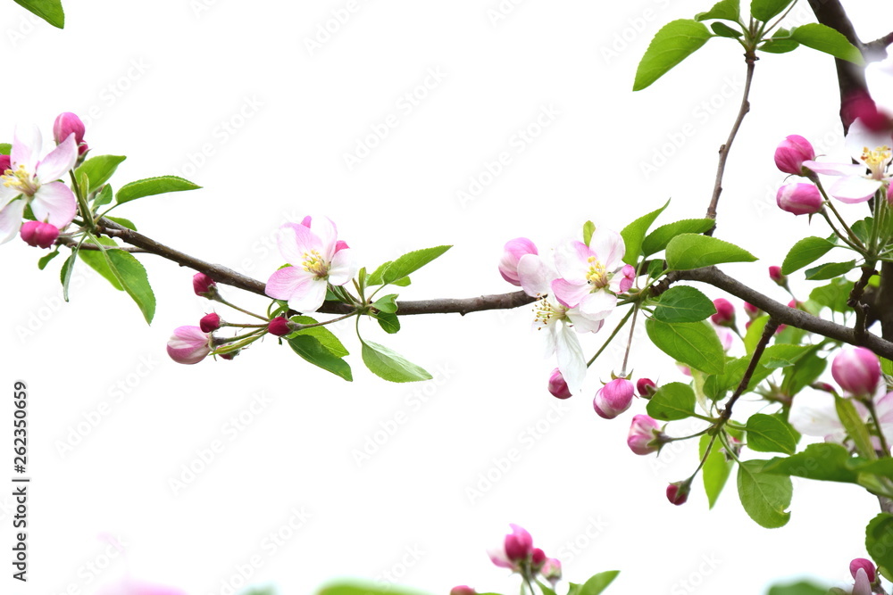 Apfelblüten isoliert vor weißen Hintergrund