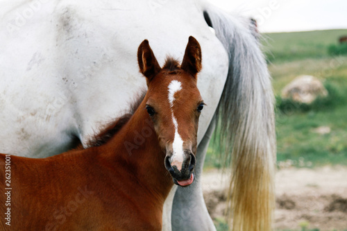 Portrait of a little bay foal near a mare