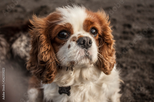 Obraz na płótnie King Charles spaniel