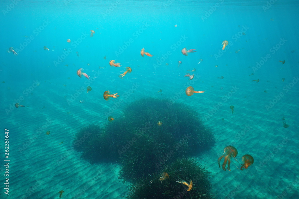 Many jellyfish underwater in Mediterranean sea, mauve stinger Pelagia noctiluca, Spain