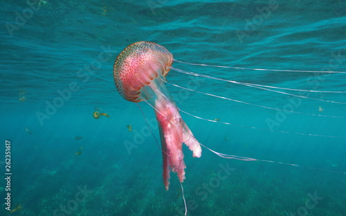 Mauve stinger jellyfish, Pelagia noctiluca in Mediterranean sea, Spain