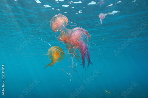 Several jellyfish underwater in Mediterranean sea, mauve stinger Pelagia noctiluca, Spain