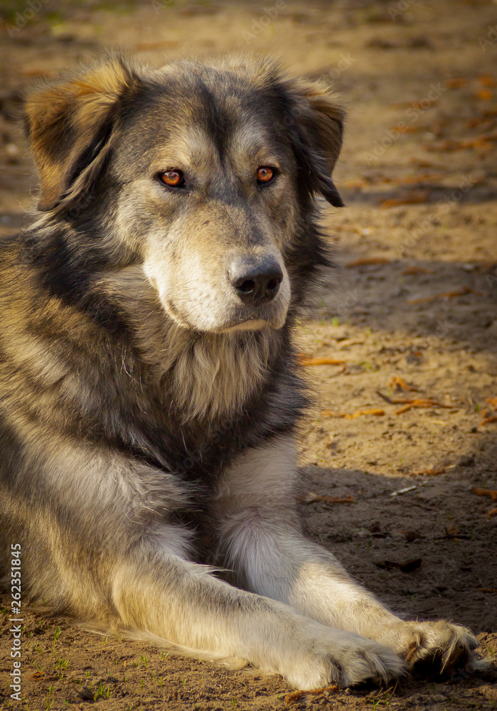 Fototapeta premium golden retriver