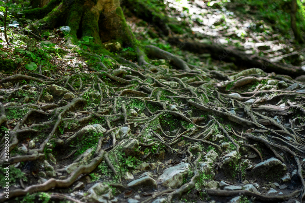 Branched roots of an old tree on the surface of the earth. Green moss among the roots in the forest in summer. Branched roots of an old tree on the surface of the earth. Green moss among the roots in the forest in summer.