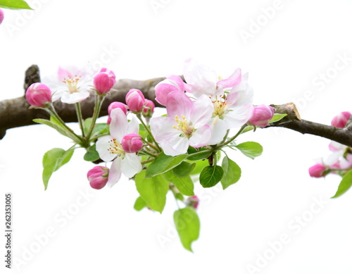 Wunderschöne Apfelblüten vor weißen Hintergrund