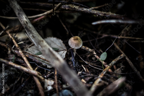 Fungus in forest