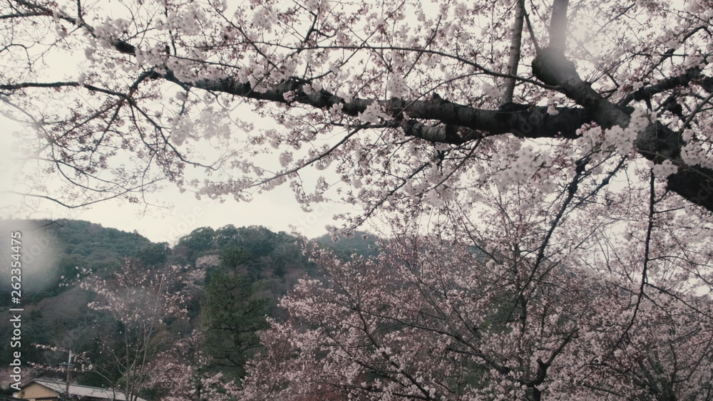Looking up at sakura, POV low angle, spring in Japan, dolly shot Looking up at sakura, POV low angle, spring in Japan, dolly shot