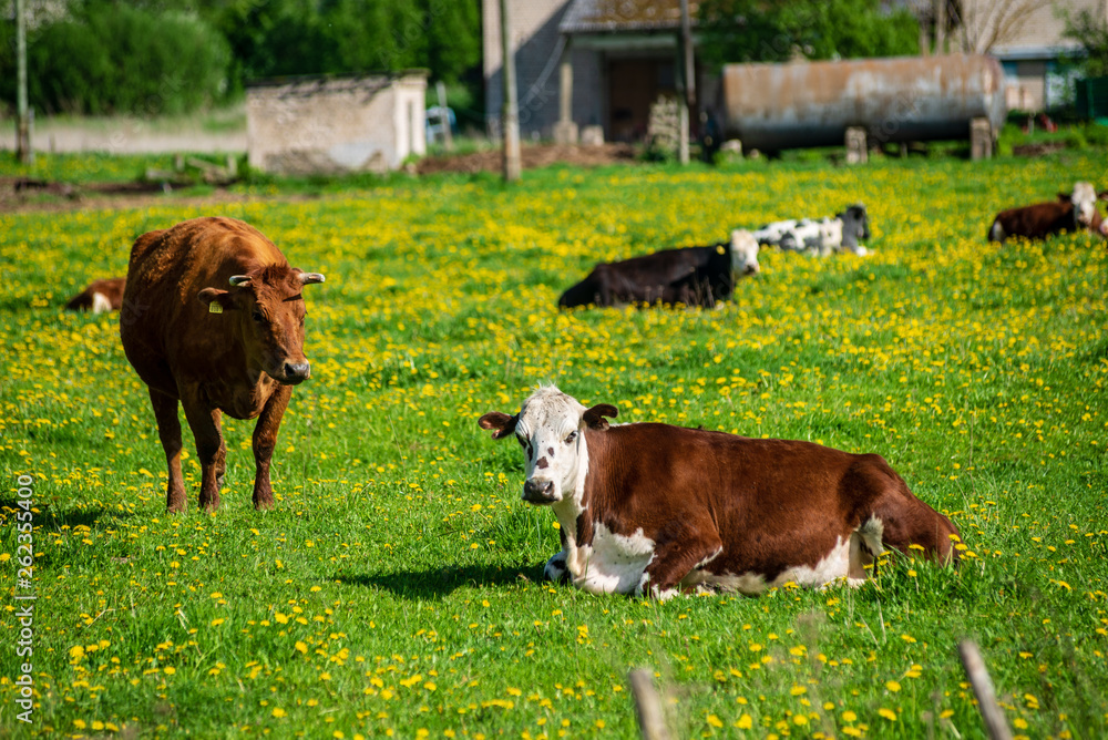 domestic cow in green pasture
