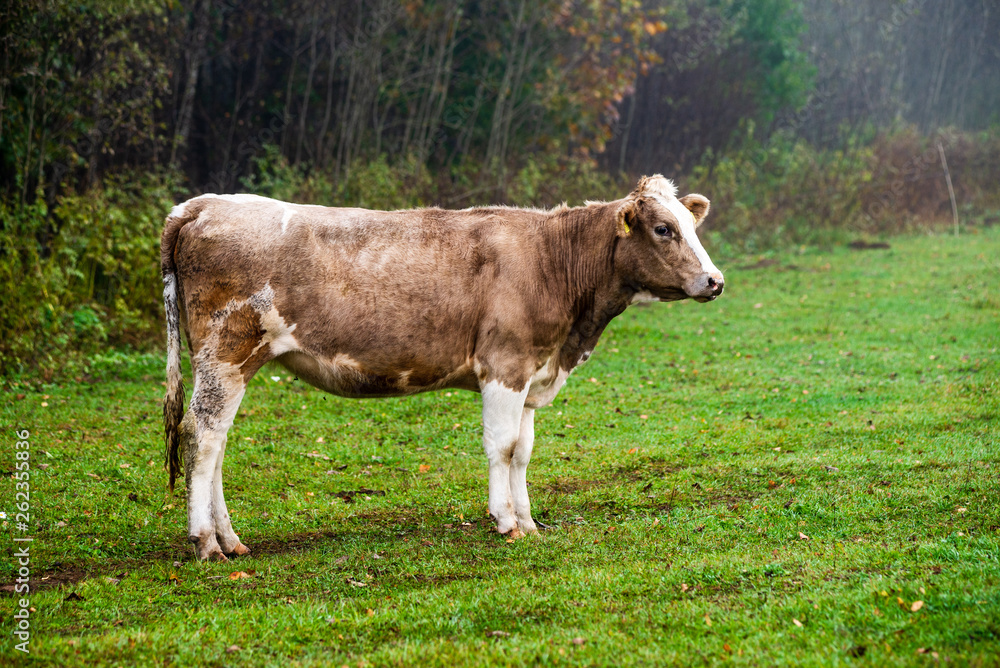 domestic cow in green pasture