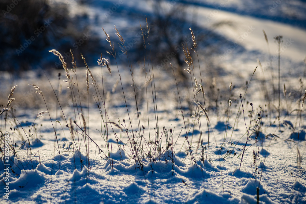 Fototapeta premium snow covered fields in winter countryside