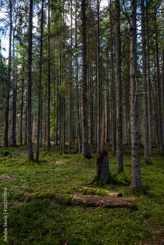 Fototapeta premium dark forest with tree trunks in even light