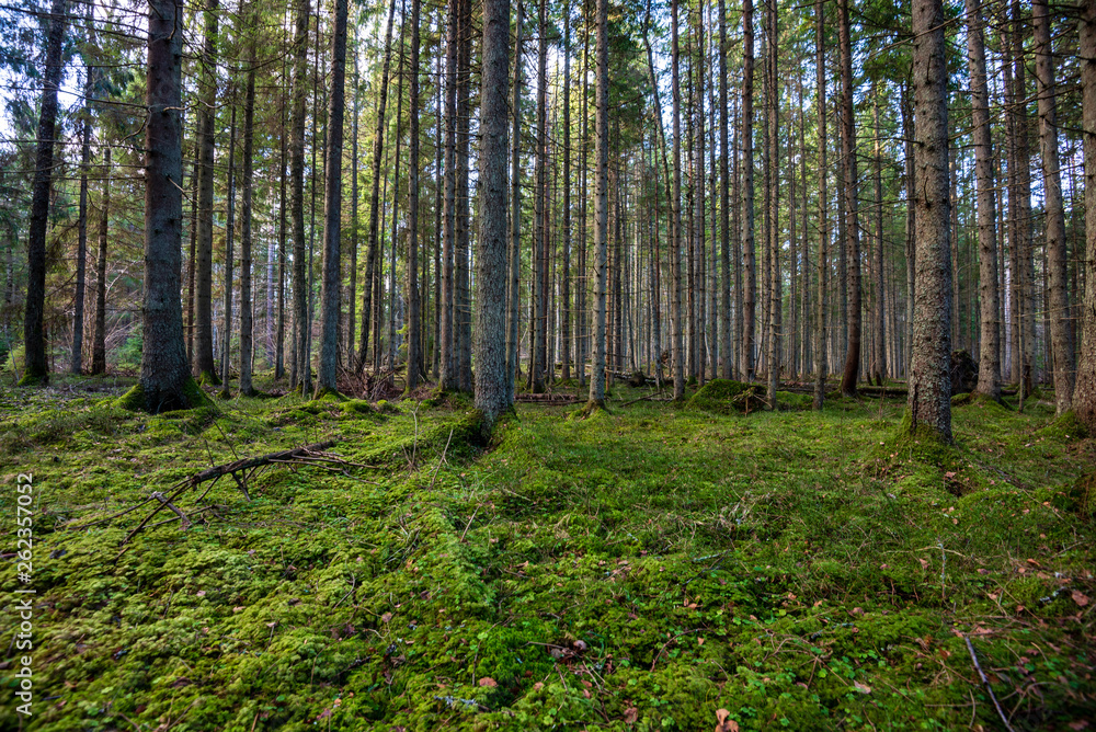Fototapeta premium dark forest with tree trunks in even light