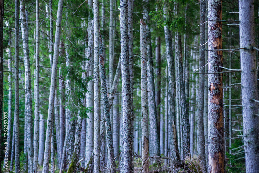 dark forest with tree trunks in even light dark forest with tree trunks in even light