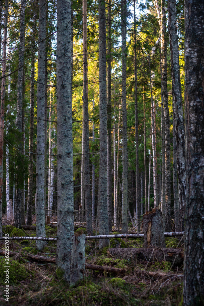 Fototapeta premium dark forest with tree trunks in even light