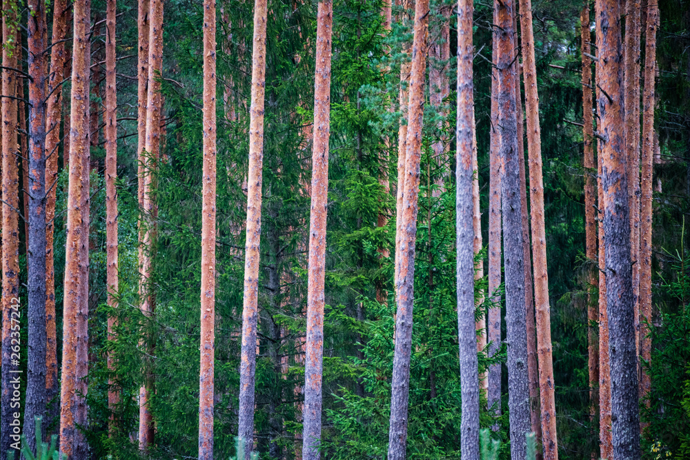 dark forest with tree trunks in even light dark forest with tree trunks in even light