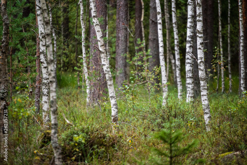 Fototapeta Naklejka Na Ścianę i Meble -  dark forest with tree trunks in even light