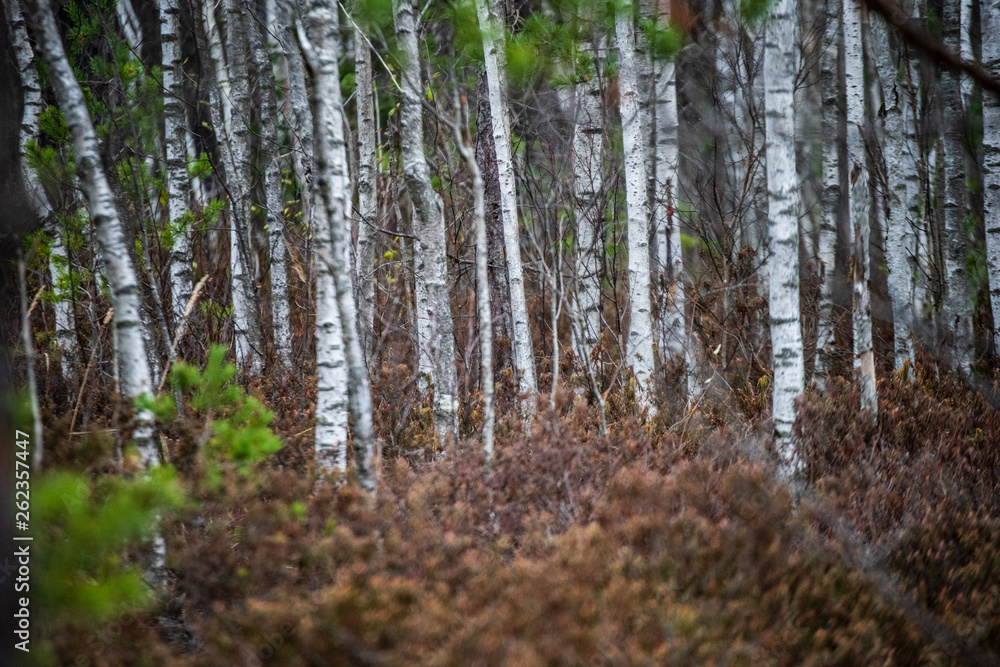 Fototapeta premium dark forest with tree trunks in even light