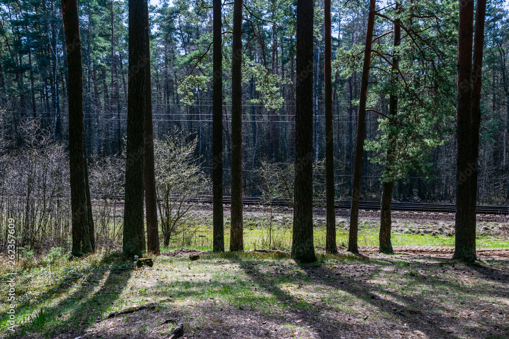 Fototapeta premium dark forest with tree trunks in even light