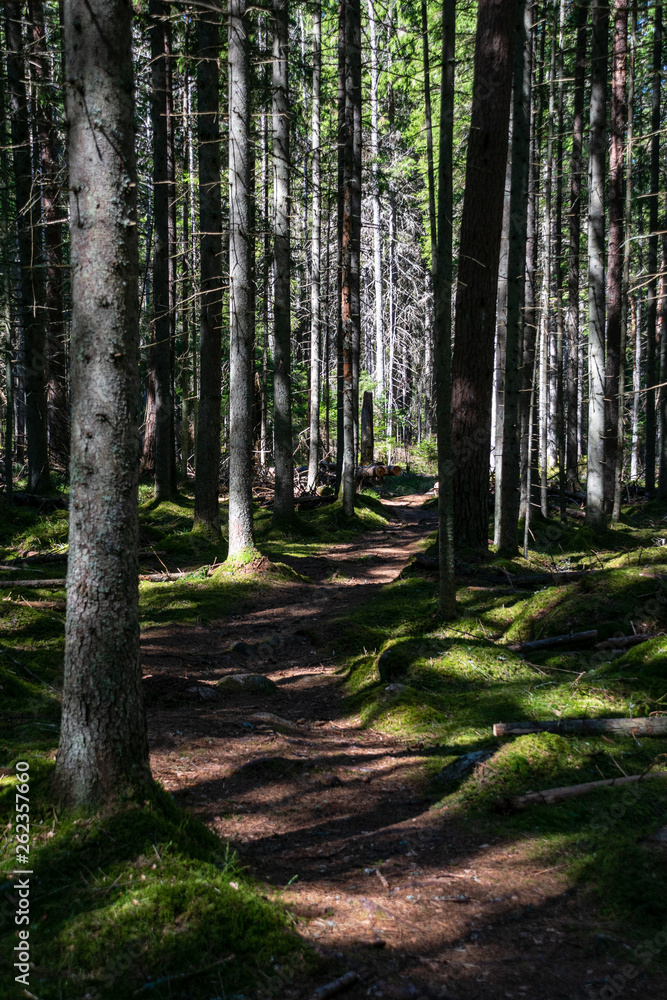 Naklejka premium dark forest with tree trunks in even light