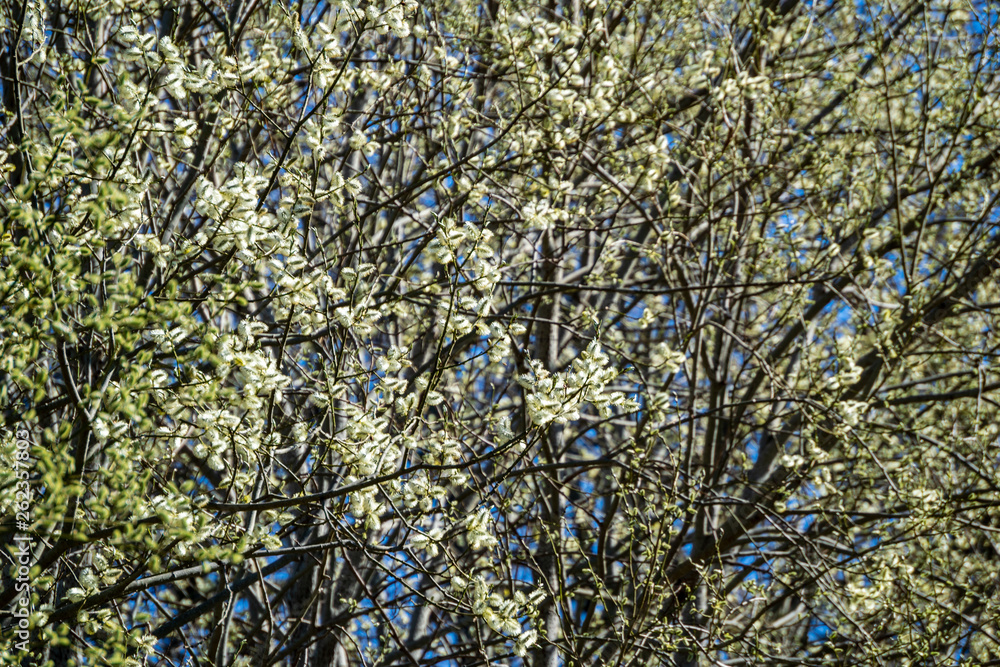 Fototapeta premium first leaves on tree branches in spring