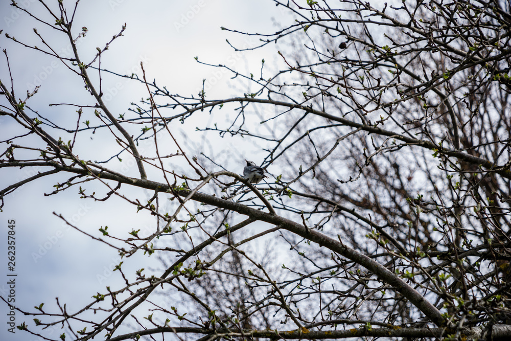 first leaves on tree branches in spring first leaves on tree branches in spring
