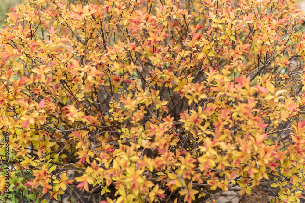 Shrub, plant with young red-yellow leaves close-up. Shrub, plant with young red-yellow leaves close-up.