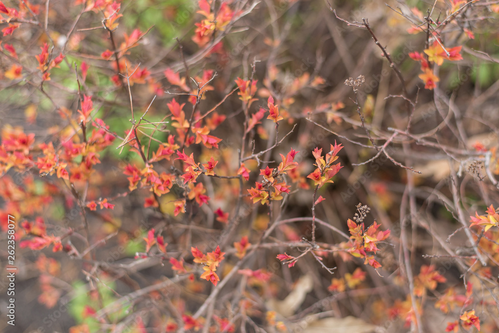 Shrub with young red leaves.