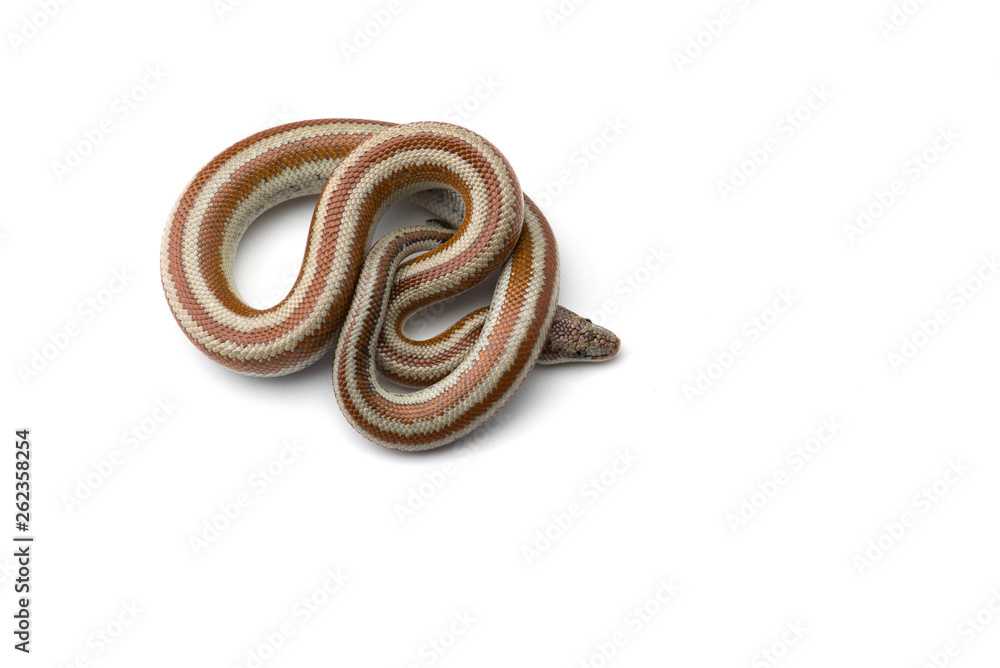 The rosy boa isolated on white background The rosy boa isolated on white background