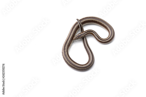 The rosy boa isolated on white background