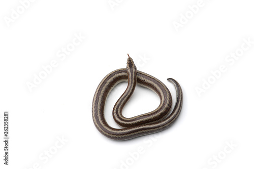 The rosy boa isolated on white background