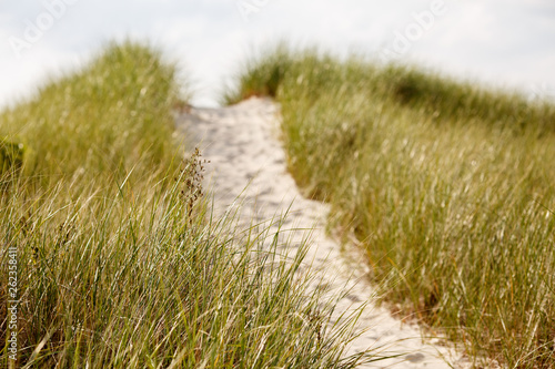 Cape Cod dunes with a path of white sand leading to the beach