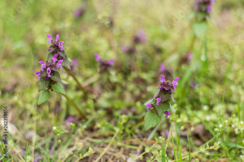Young forest plant with purple flowers in the green grass.