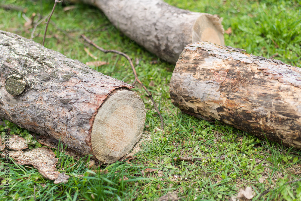 Cutting down trees. Sawn logs lying on the grass. Cleaning the park from old, sick trees. Cutting down trees. Sawn logs lying on the grass. Cleaning the park from old, sick trees.
