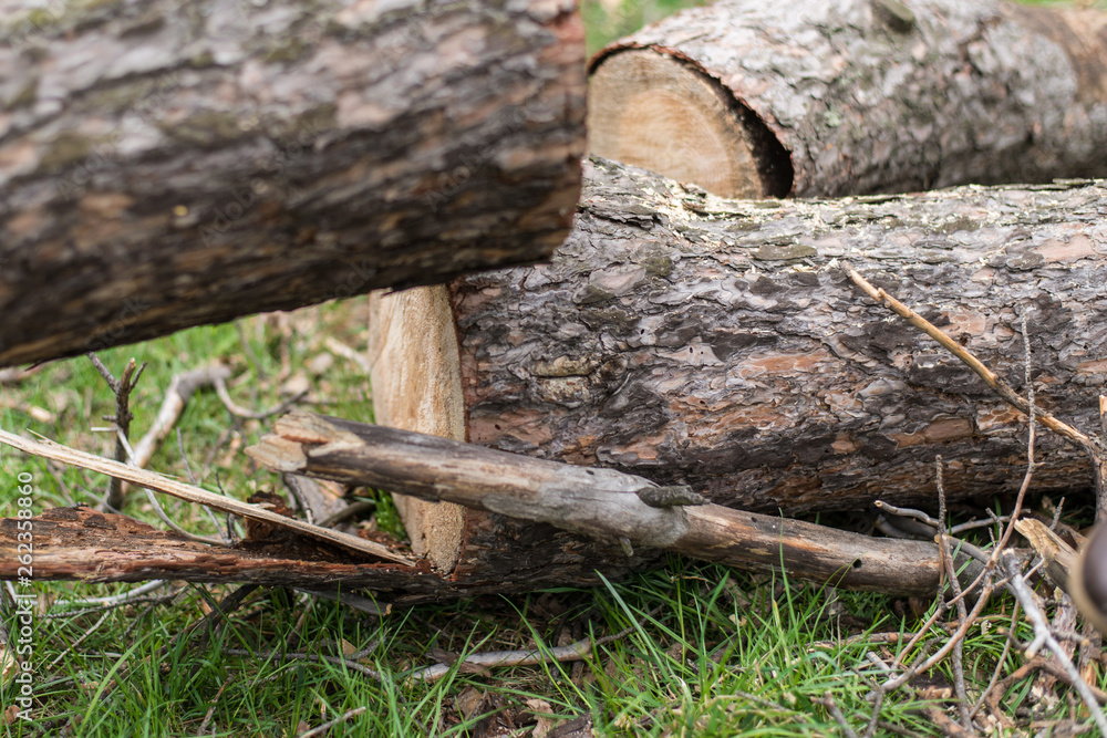 Cutting down trees. Sawn logs lying on the grass. Cleaning the park from old, sick trees. Cutting down trees. Sawn logs lying on the grass. Cleaning the park from old, sick trees.