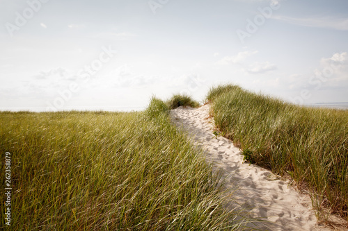 Cape Cod dunes with a path of white sand leading to the beach
