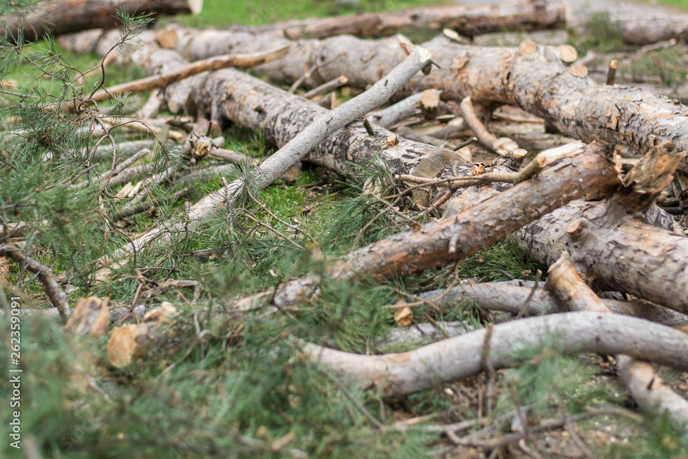 Cutting down trees. Sawn logs lying on the grass. Cleaning the park from old, sick trees. Cutting down trees. Sawn logs lying on the grass. Cleaning the park from old, sick trees.